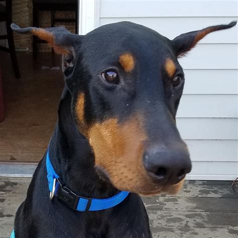 View Ad: Doberman Pinscher Dog for Adoption near 